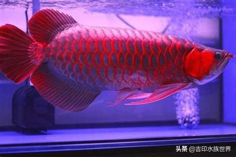 養紅龍風水|【養一個紅龍有什麼風水說法嗎】紅龍魚的風水作用與講究 